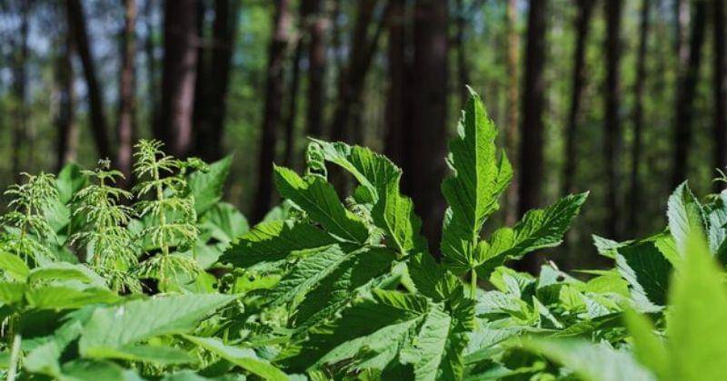 Freepik/ededchechine